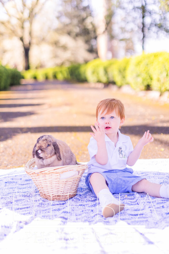 Toddler boy raises hands about brown bunny in a basket at live bunny mini sessions in Walker County, Georgia
